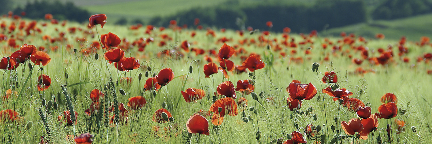 Ideal zum Wandern, Radfahren oder Entspannen: Das Ferienhaus Schröder in Niederehe.